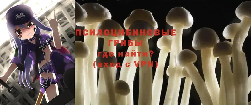 купить   Челябинск  Псилоцибиновые грибы Psilocybine cubensis 